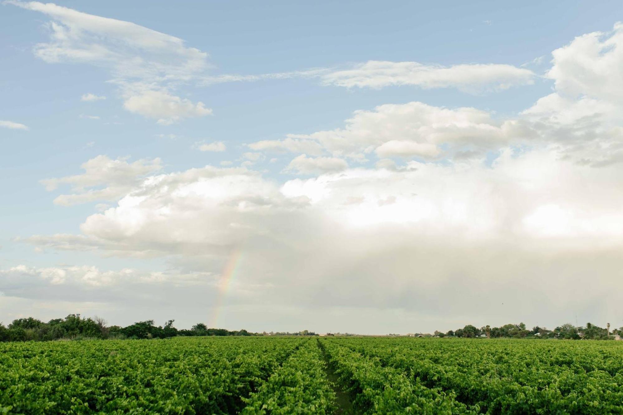 Upington African Vineyard Boutique Hotel & Spa Keimoes Exterior foto